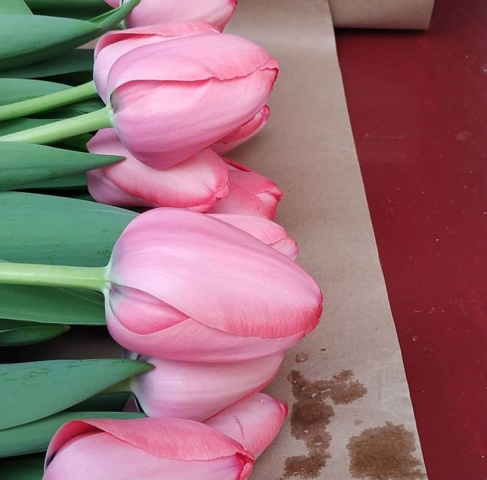 Тюльпаны от производителя без перекупов