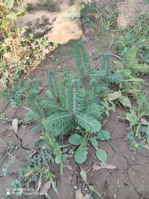 Арча эль Голубая