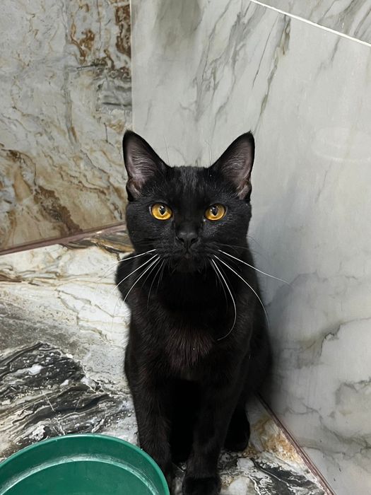 Котик в добрые руки