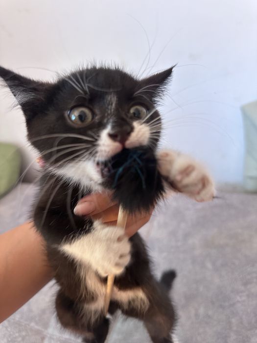 Котенок маленький