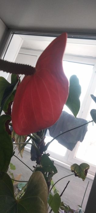 Продам цветы комнатные