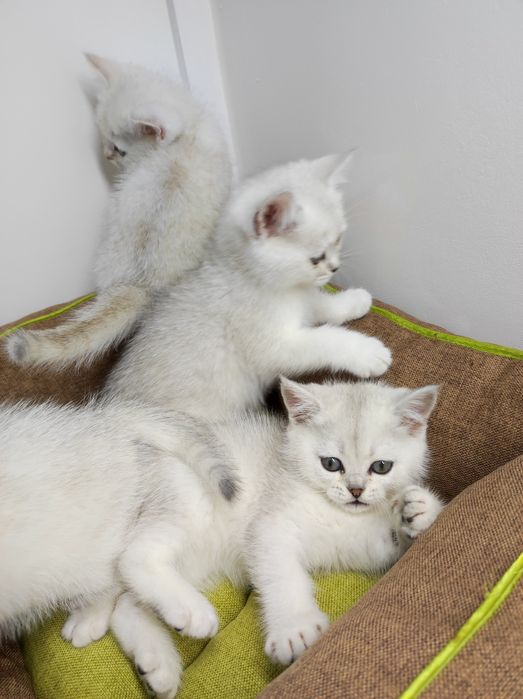 Бриташки очаровашки  зеленоглазые