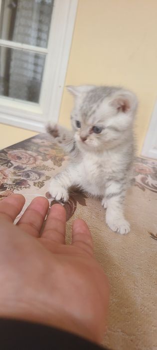 Serebritskiy shinshila mushukchamiz sotiladi