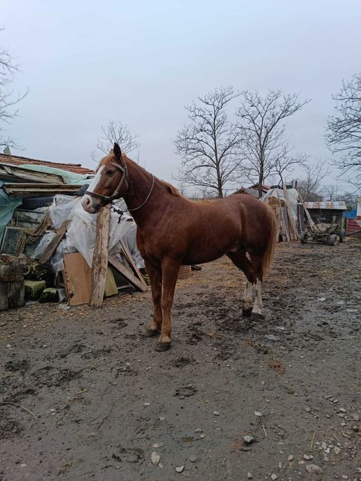 Cal bun de munca, tel.0783 025 335