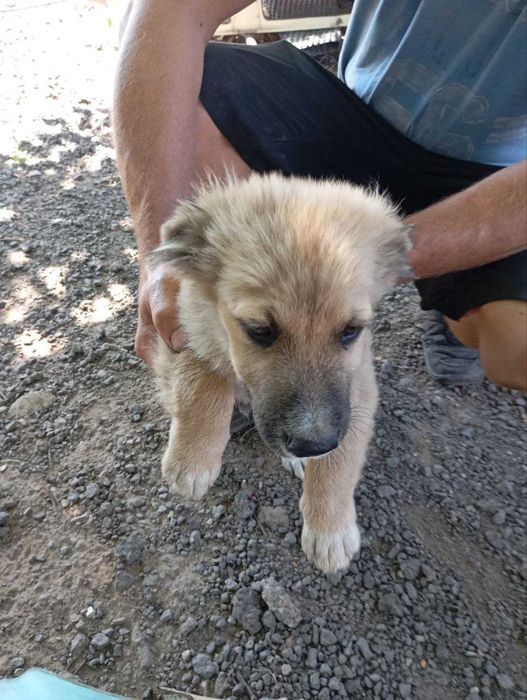 Cățeluși de aproape 3 luni caută familie – Ilfov