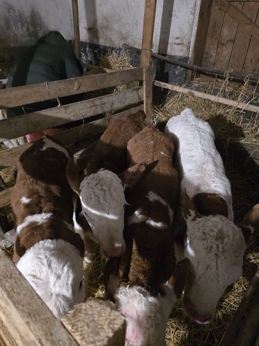 Vitei de 5 saptamani