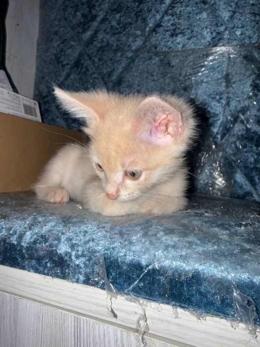 отдаю котенка в добрые руки