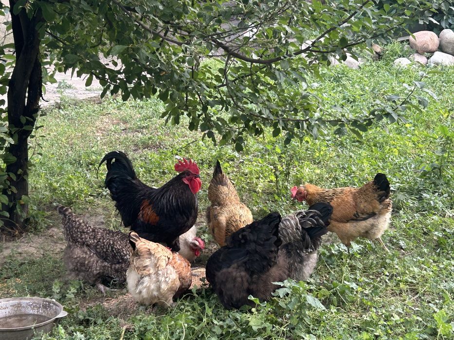 Продам семейку Петух и куры