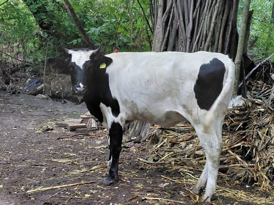 Vând vaca tânără