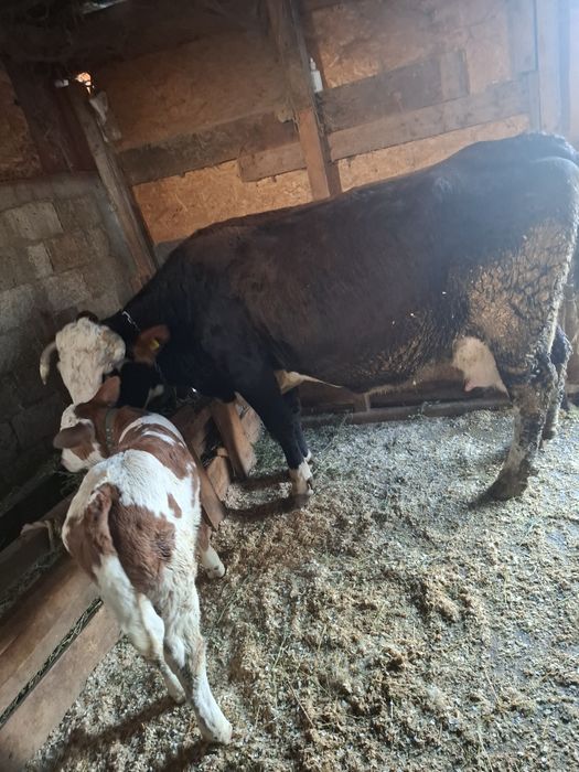 Vand faca baltata romaneasca pe negru cu vitel