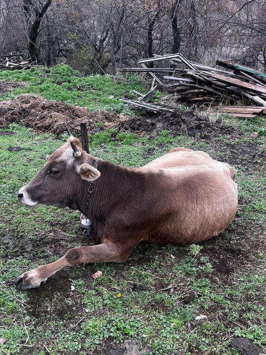 Продам молочный корову