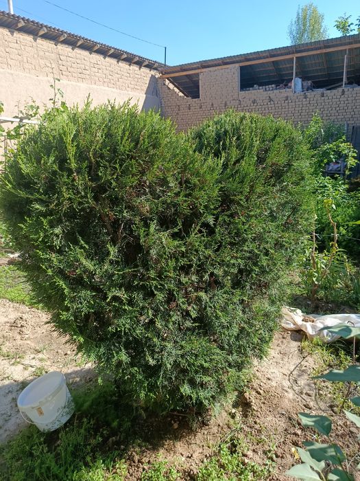 Shar,skelet va pryamoy archalar tayyor kesilgan