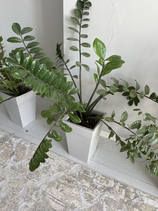 Комнатные цветы на выбор