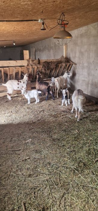 Vând 4 capre 1 țap castrat de un an, și 3 iezi de o luna.