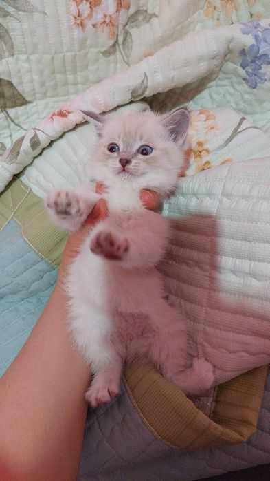 Британские девочки 1,5 мес