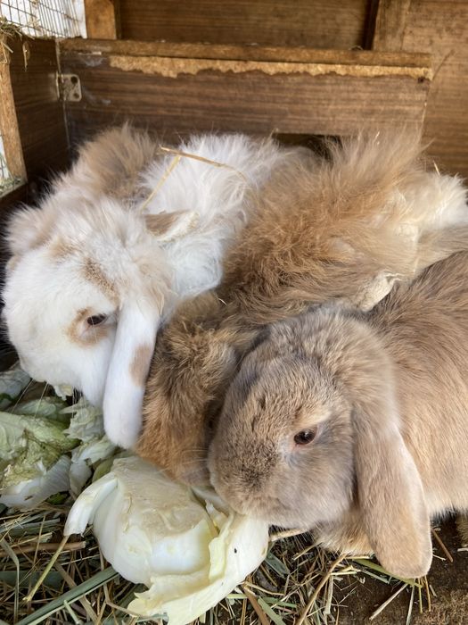 Кролики продаю срочно