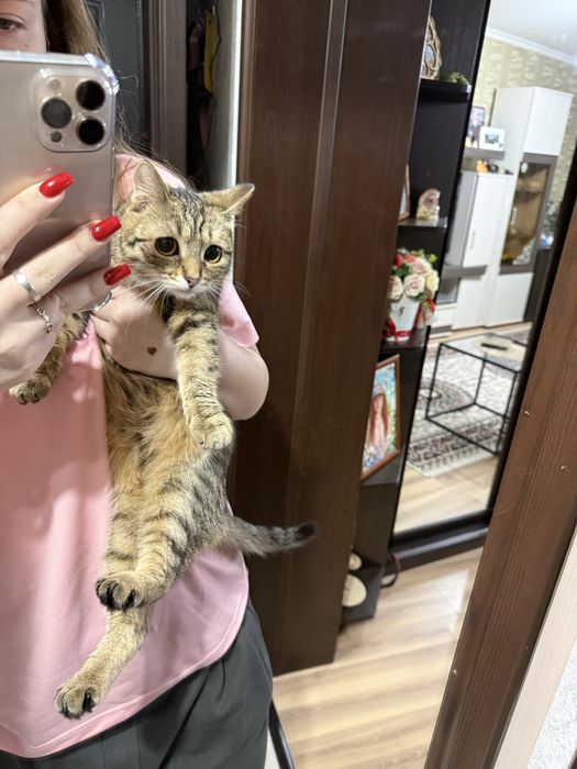 Отдам кошечку в добрые руки!