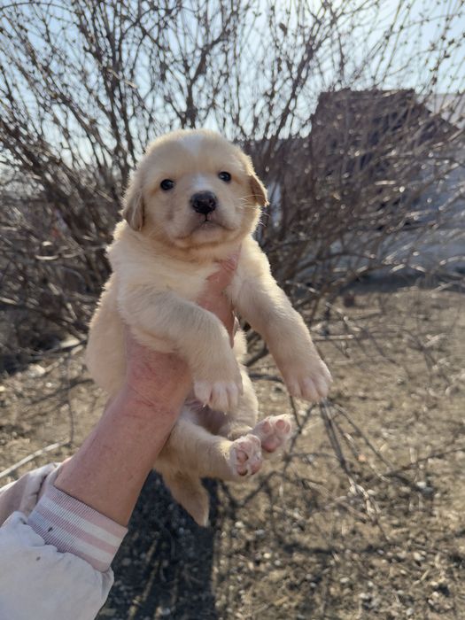 Отдаем в добрые руки ( город Талдыкорган)