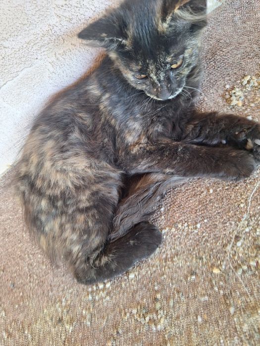 Pisicuțe adoptie