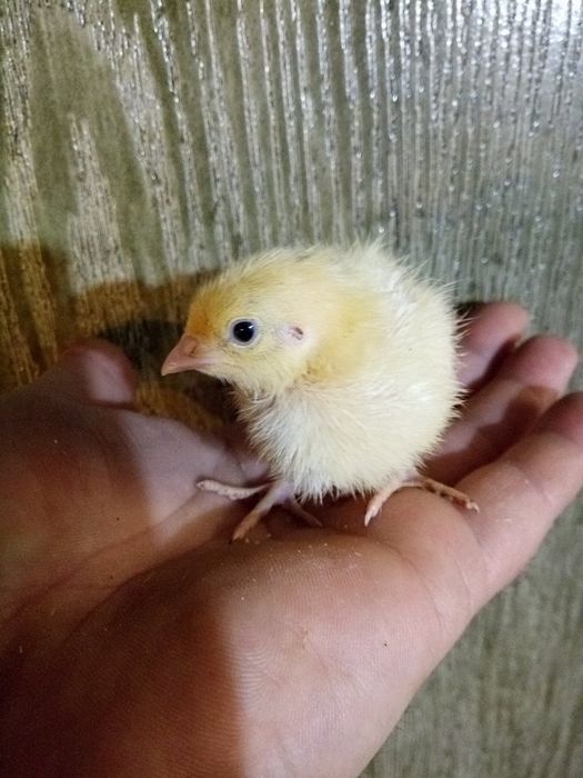 Oua de prepeliță polare pentru  incubat  vând și pui sau mature