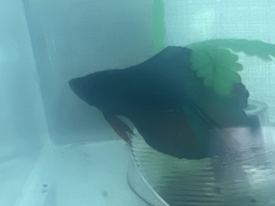 Рыбка петушок самец