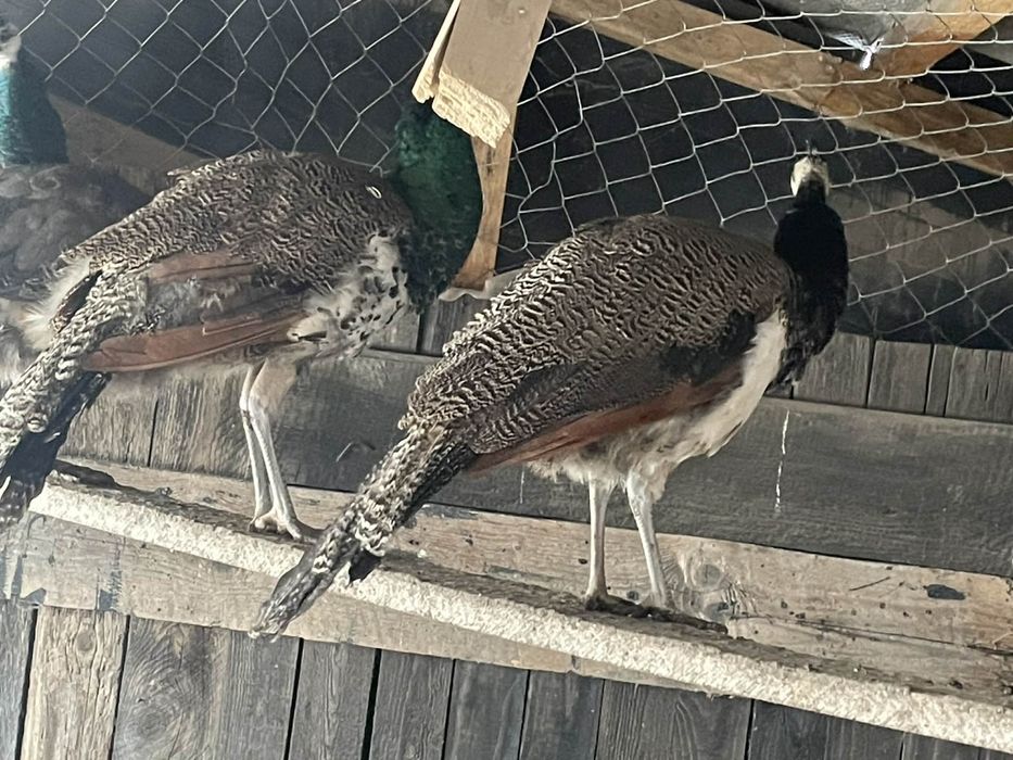 Pauni masculi de 1 an