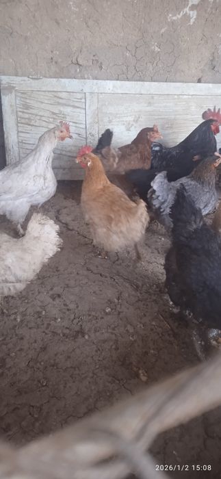Продам Домашних курей здоровый