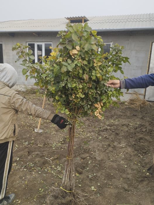 Метровка гуллар сотилади