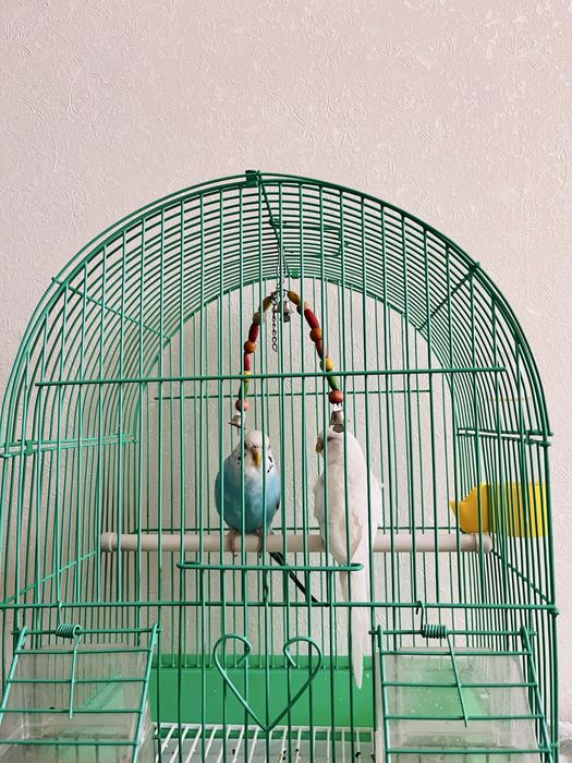 Волнистый попугай