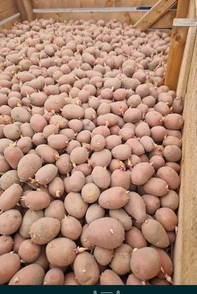 Vând cartofi de sămânță, galbeni sau roșii