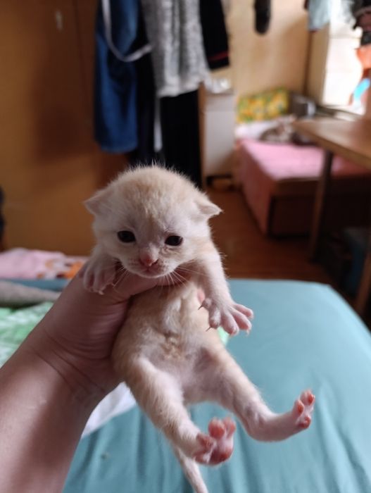 шотландские котята