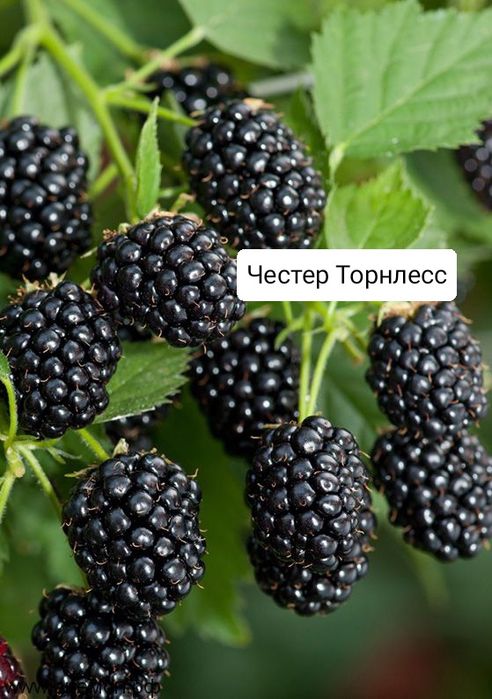 Продам саженцы ежевики