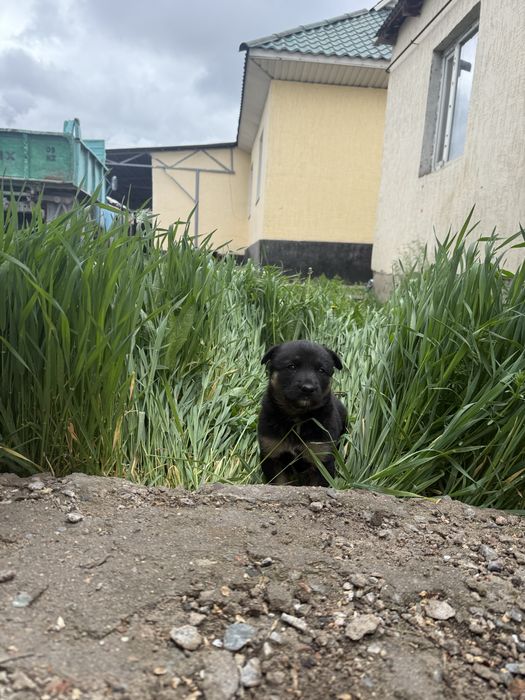 щенята  очень ласковые игривые полтора месеца