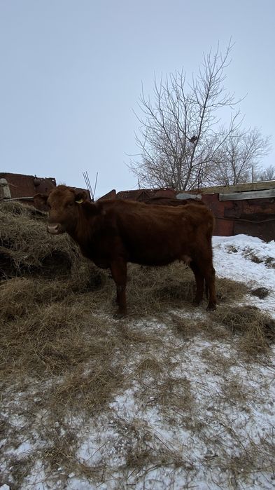 Қарабұлақ ауылында тұр