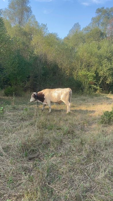 De vanzare taur de 2 ani