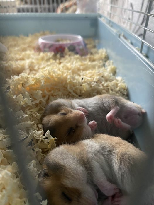 Продам 2 серийских хомечка