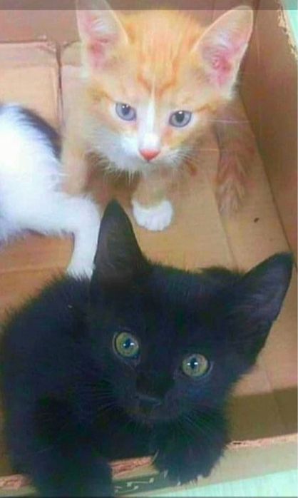 Отдам милых котят!