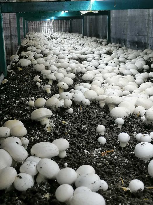 Шампанион қўзиқорин (оқ)