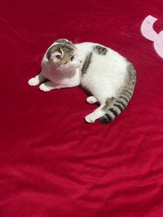 Шотландская вислоухий кот