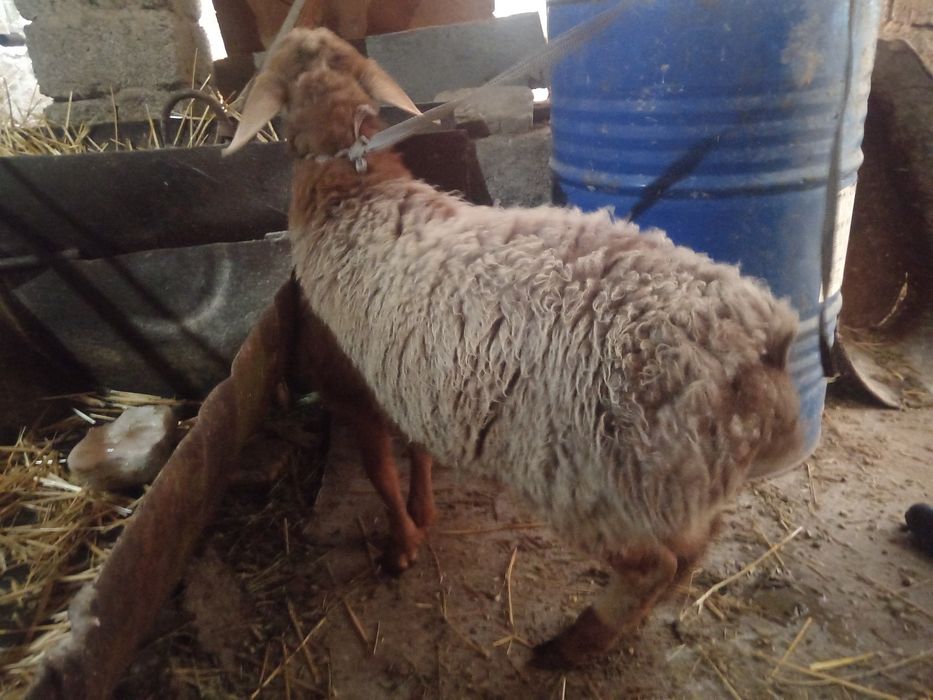 Qirgiz qoy urgochi toqlik Киргиз кой соглик туклик