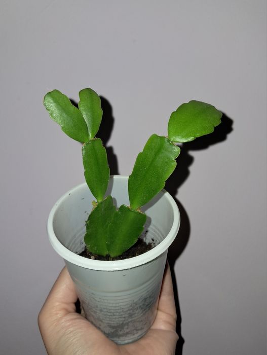 Декабрист. Цветение розовое.