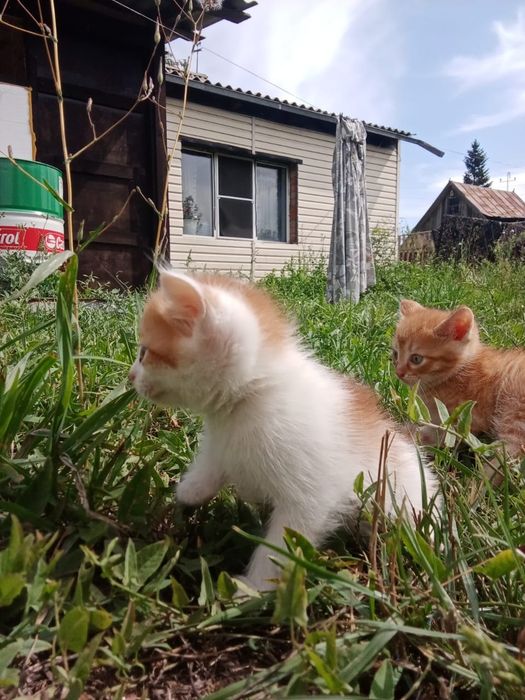 Котята ищут дом !