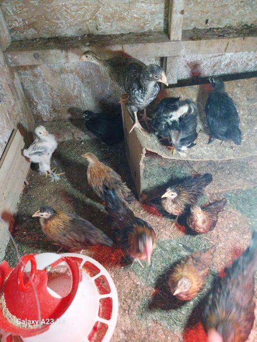 Vand iepuri rate gaste pui rățele mici bibilici