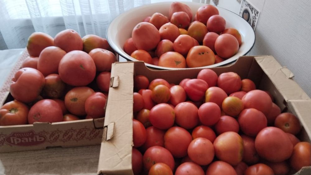 Продам дачные помидоры