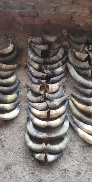 Рога на животни .