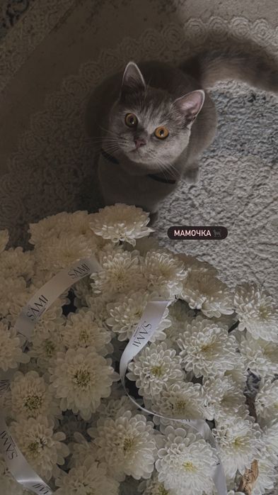 Британские котята