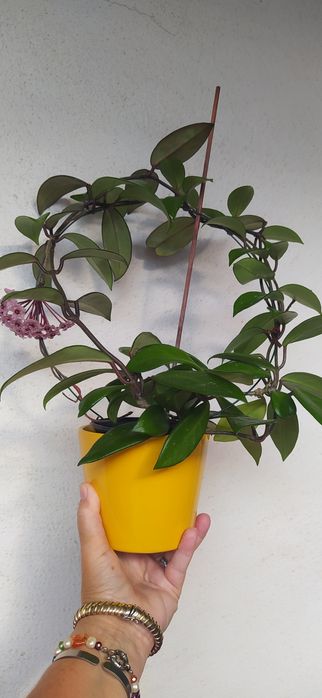 Ароматна ХОЯ - ВОСЪЧЕ