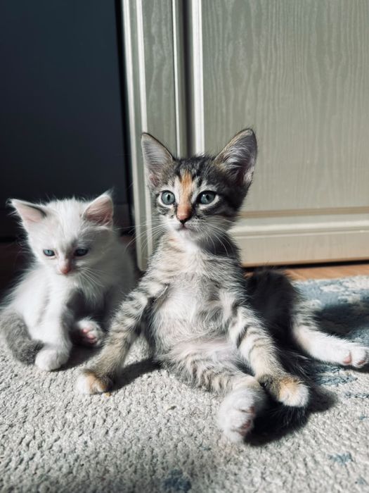 Отдам даром котят