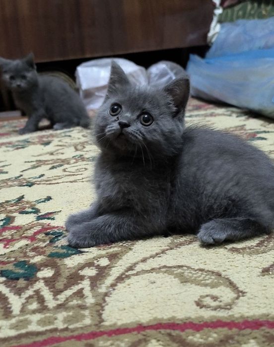 Продаю котят чистой породы
