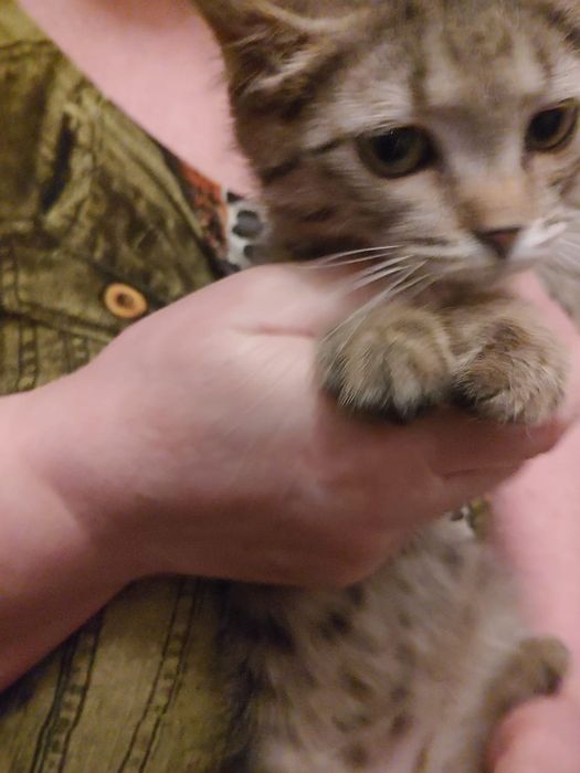 Котенок, девочка, 3 месяца